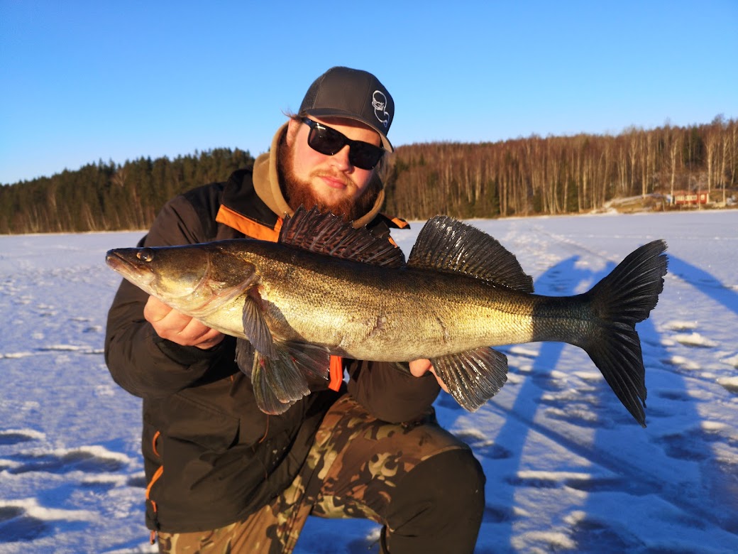 Zander fishing in Sweden