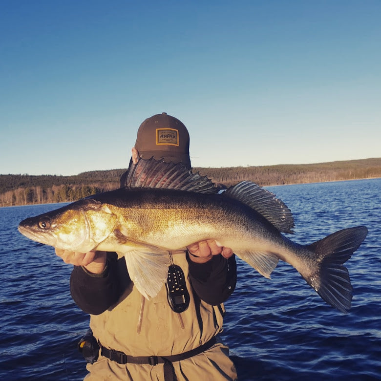 Zander fishing in Sweden